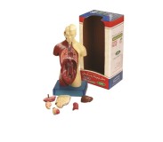 Մարդու ներքին օրգանների փոքրիկ մոդել